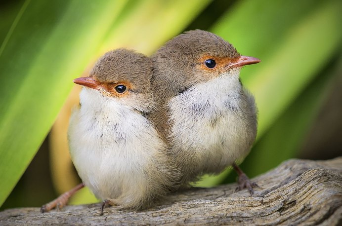 Маленькие птички