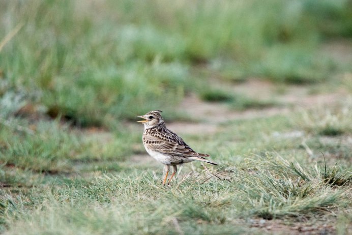 Полевой Степной хохлатый Жаворонок