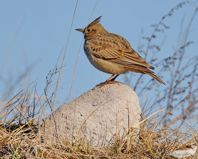 Зяблик и Жаворонок перелетные птицы