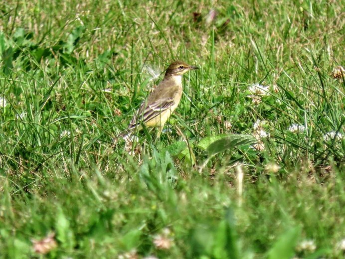 Птица Зяблик Жаворонок
