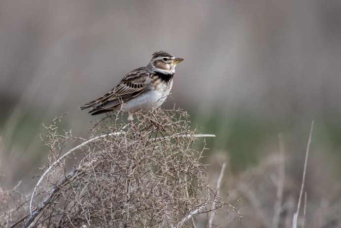 Лесной Жаворонок