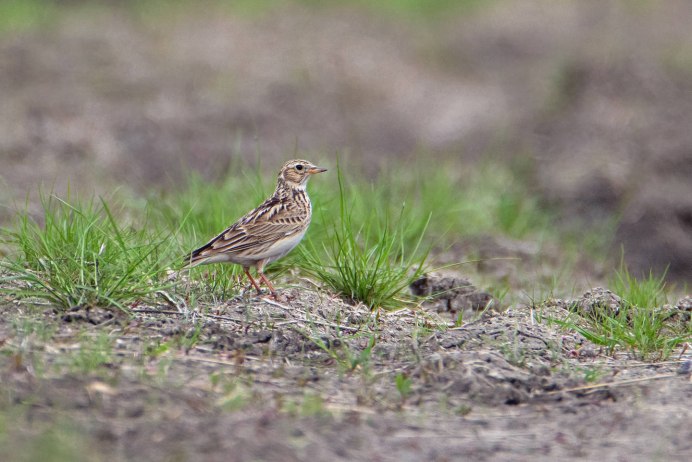 Птицы Москвы фото с названиями трясогузка