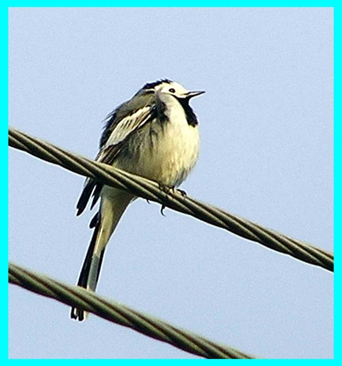 Перо трясогузки фото