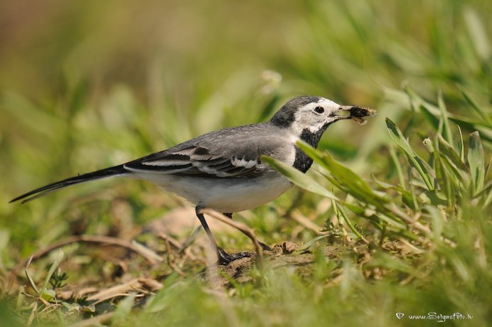 Полевой Жаворонок трясогузка