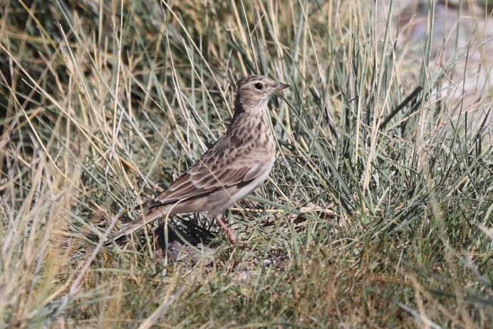Скворец и трясогузка фото