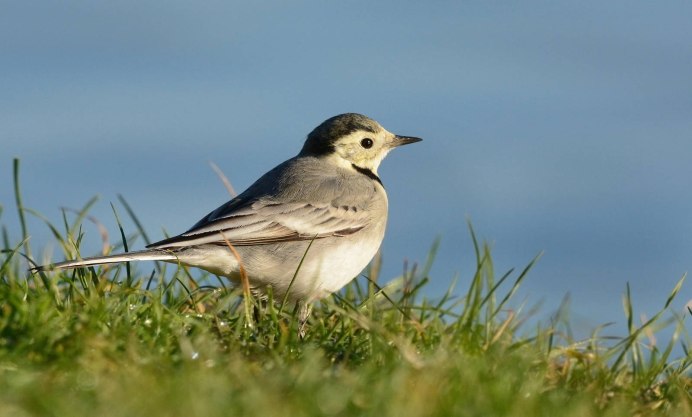 Жаворонки перелетные птицы