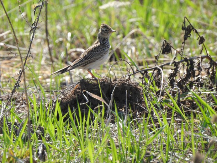 Трясогузка Южный Урал