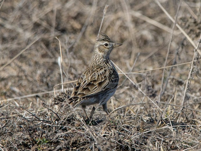 Ареал полевого жаворонка