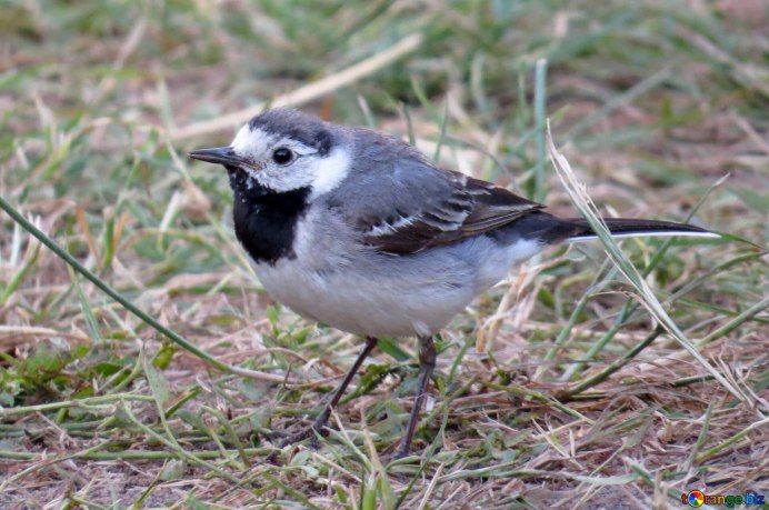 Птичка с желтой каймой вокруг глаз