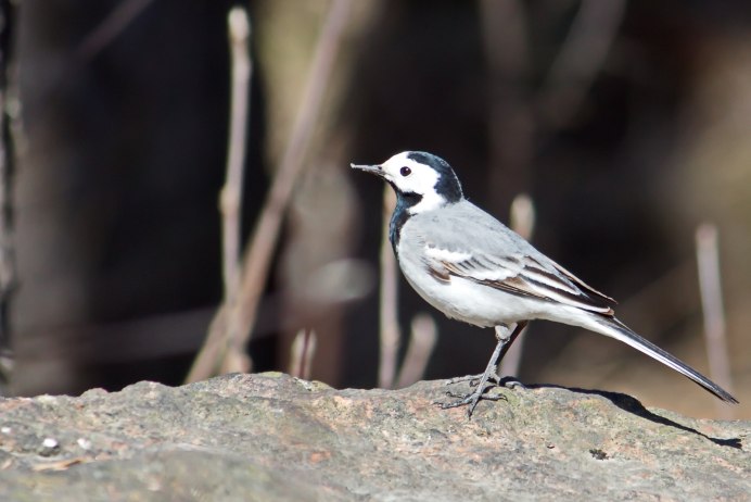 Чекан птица желтая грудь