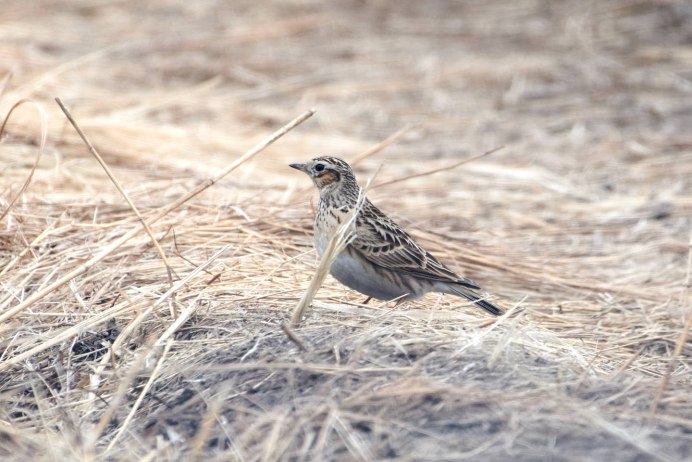 Трясогузка пение