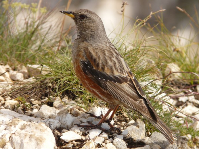 Соловей Жаворонок Зяблик