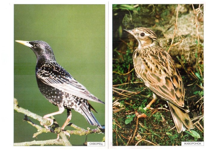 Белая трясогузка птенец