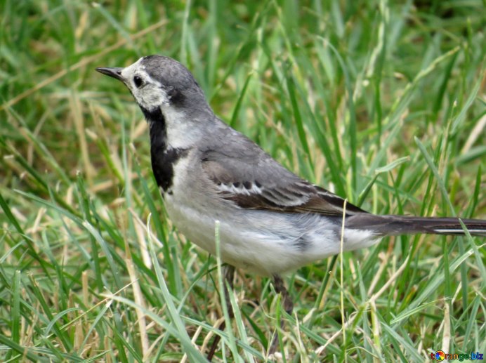 Яйца трясогузки