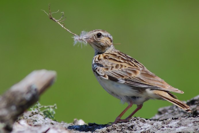 Зяблик щегол трясогузка