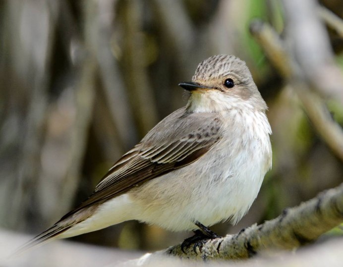 Мухоловка серая – Muscicapa striata (Pallas, 1764)