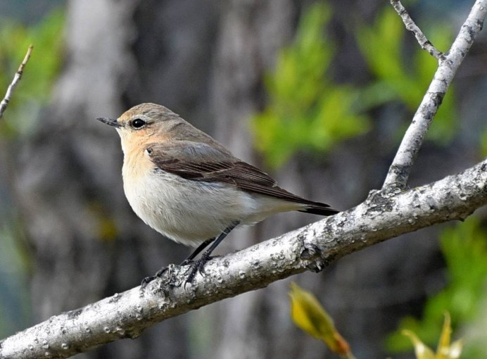 Мухоловка серая – Muscicapa striata (Pallas, 1764)