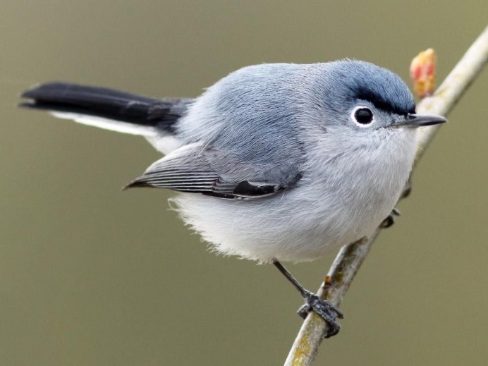Polioptila lembeyei