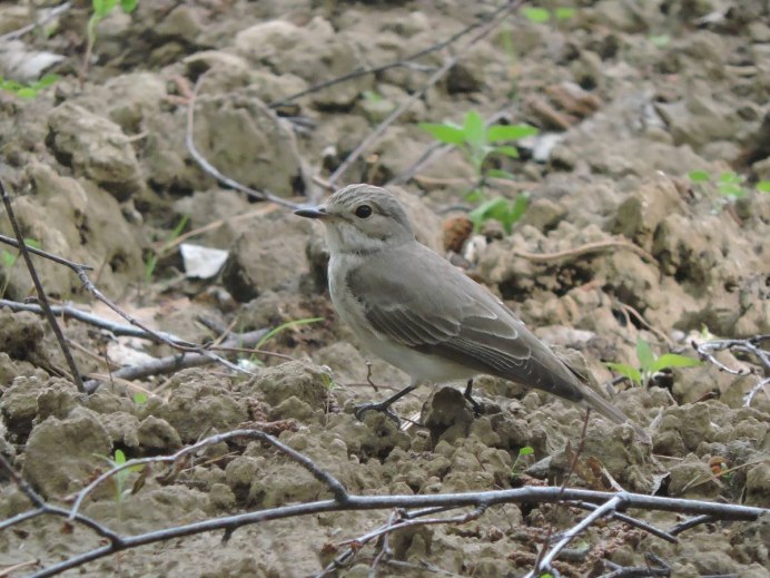 Обыкновенная горихвостка (Phoenicurus Phoenicurus)