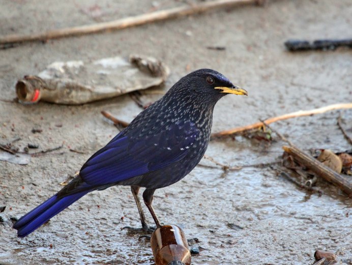 Синяя птица (Myophonus caeruleus turcestanicus птенец