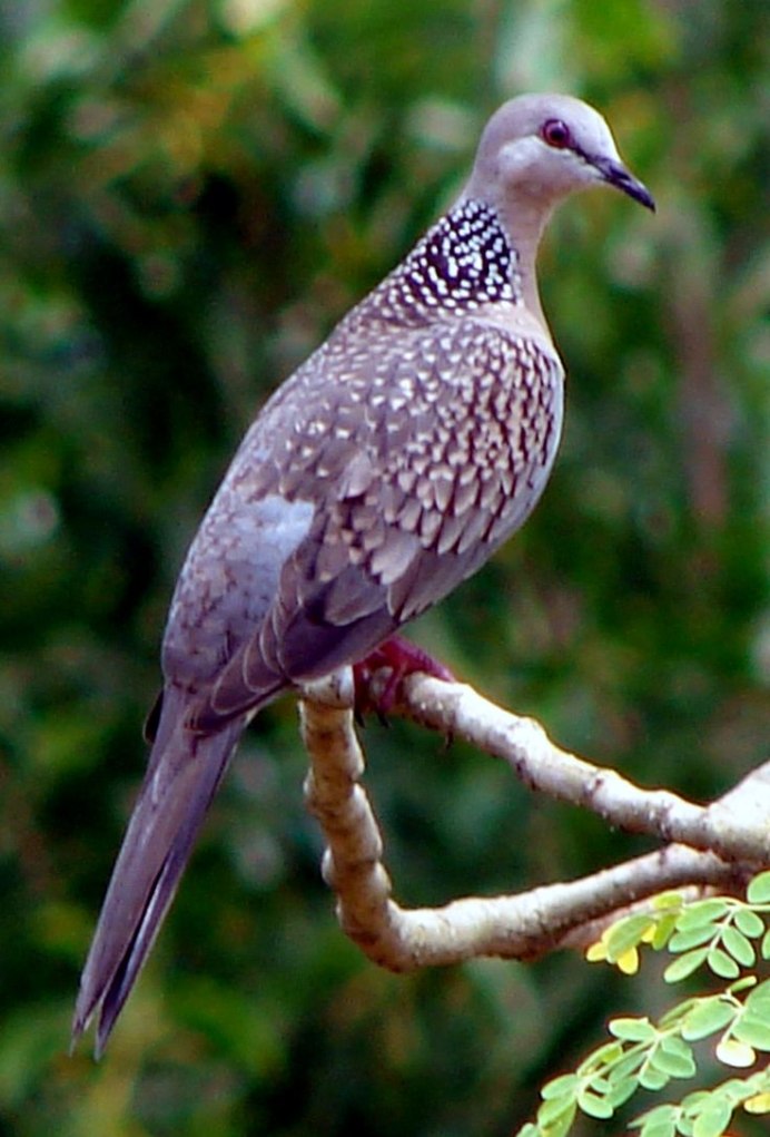Streptopelia chinensis