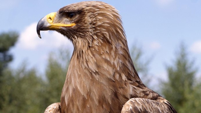Nisaetus cirrhatus Changeable Hawk Eagle