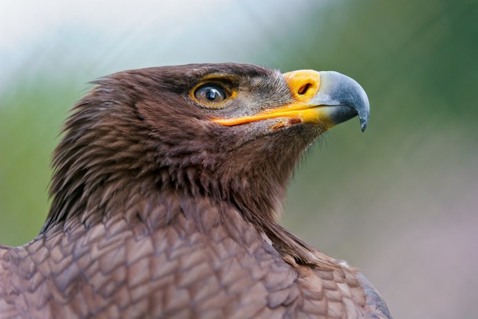 Широкоротый Коршун