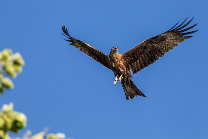 Коршун кавказский