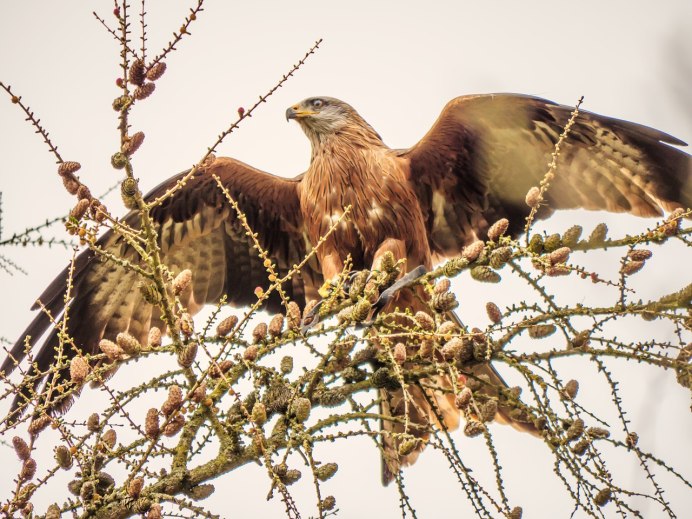 Широкоротый Коршун