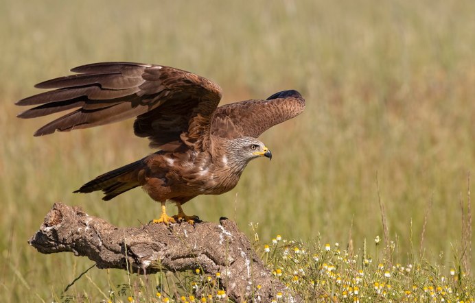 Красный Коршун Milvus Milvus