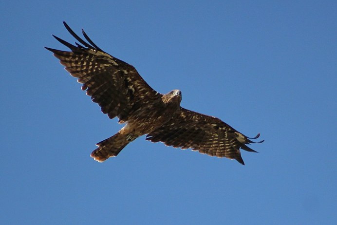 Миссисипский Коршун