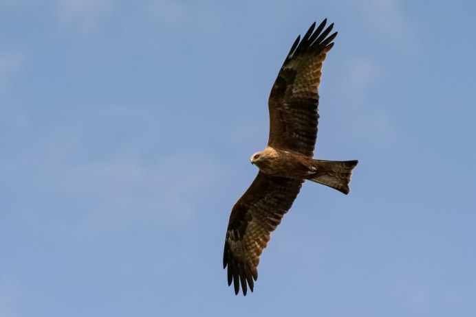 Коршун Чебуркуевский