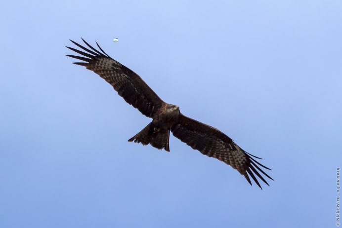 Черногрудый канюковый Коршун