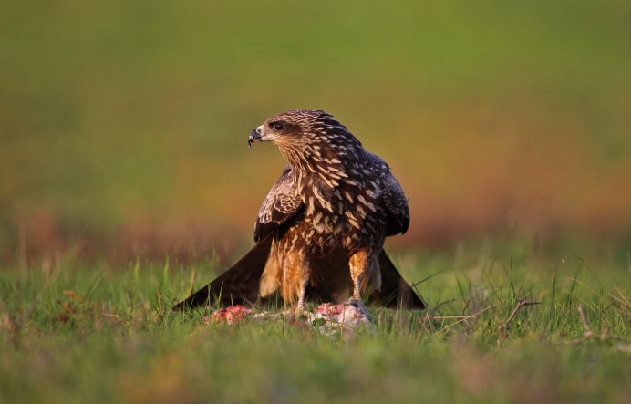 Краснохвостый Коршун