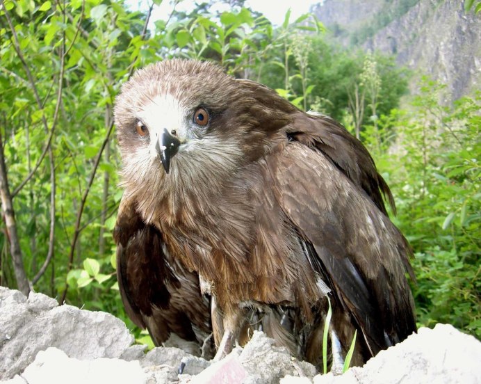 Коршун Свистун