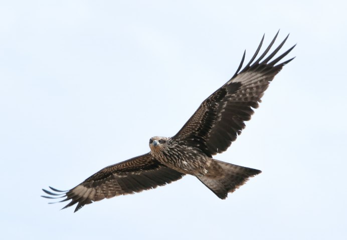 Шулика птица