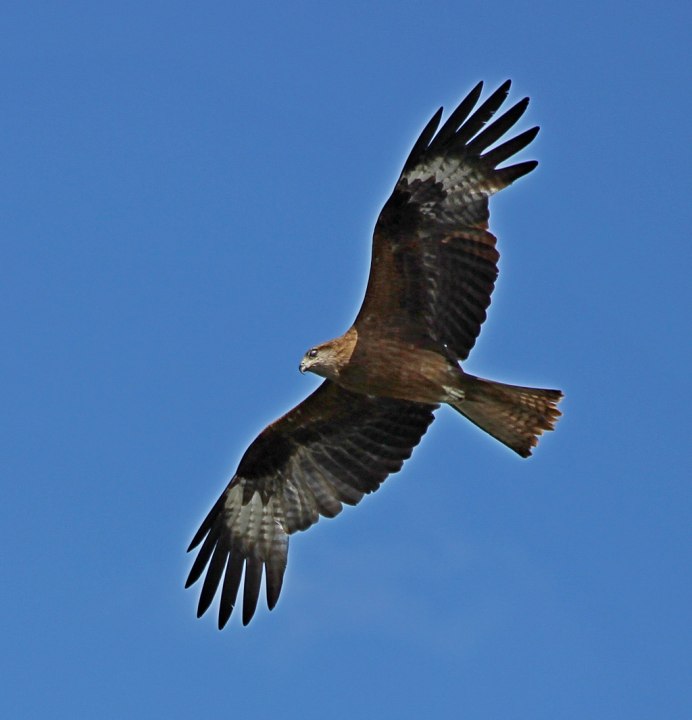 Канюковый Коршун