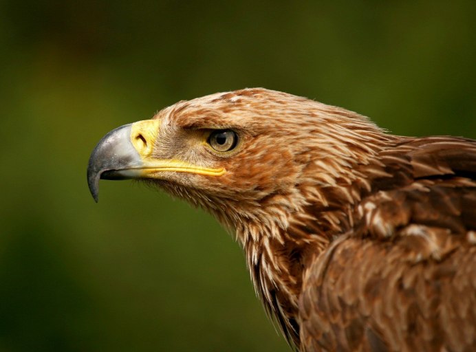 Белокрылый Коршун