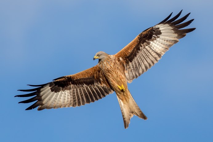 Красный Коршун Milvus Milvus