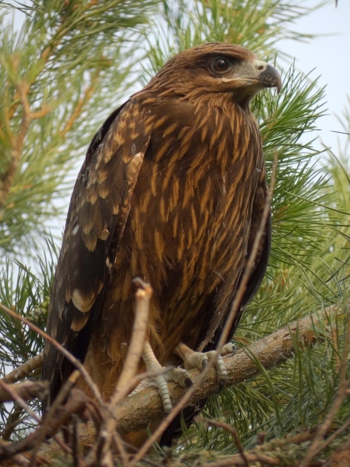 Красный Коршун Milvus Milvus