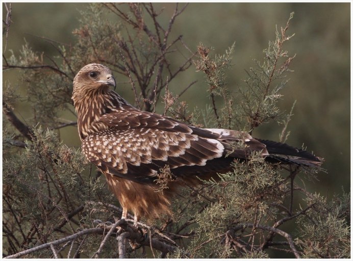 Коршун Свистун