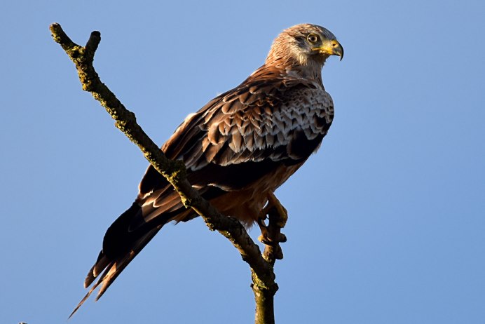 Красный Коршун в Калининградской области