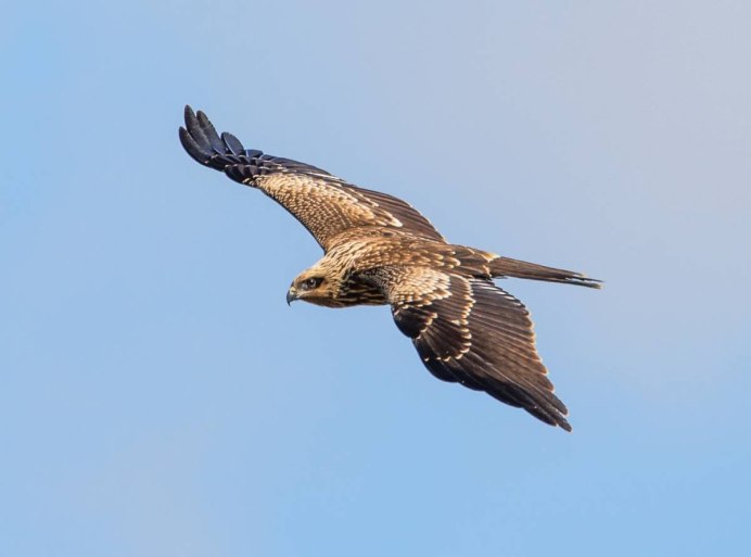 Австралийский хохлатый Коршун