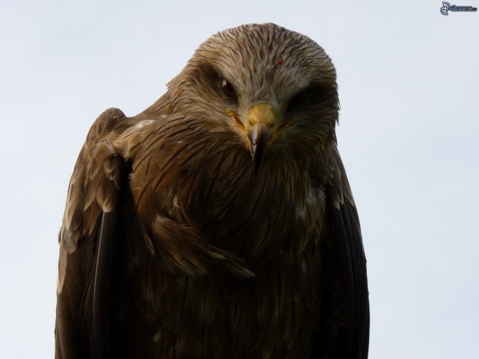 Черный Коршун Milvus Migrans