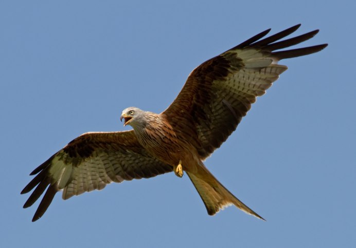 Сизый Коршун