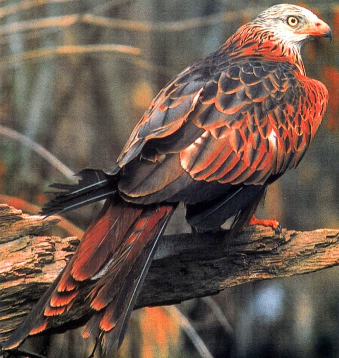 Красный Коршун Milvus Milvus