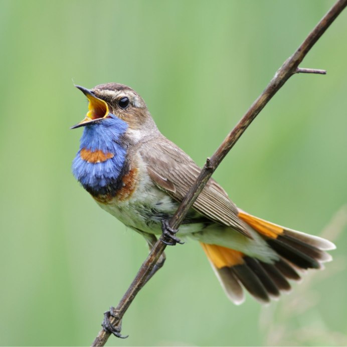 Соловей варакушка