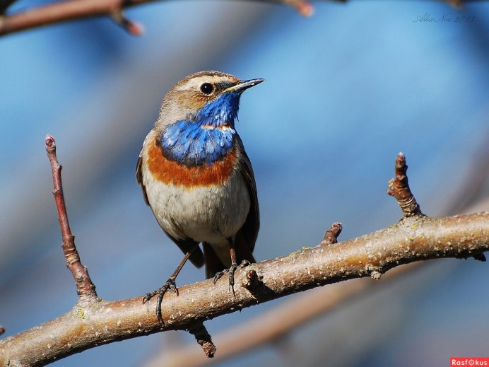 Соловей варакушка