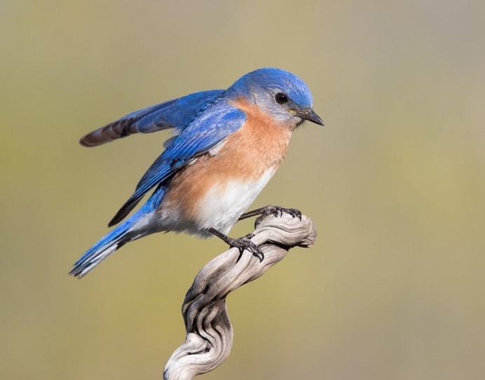 Птичка варакушка