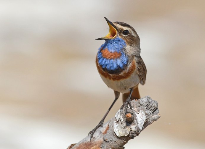 Птица с синей головой